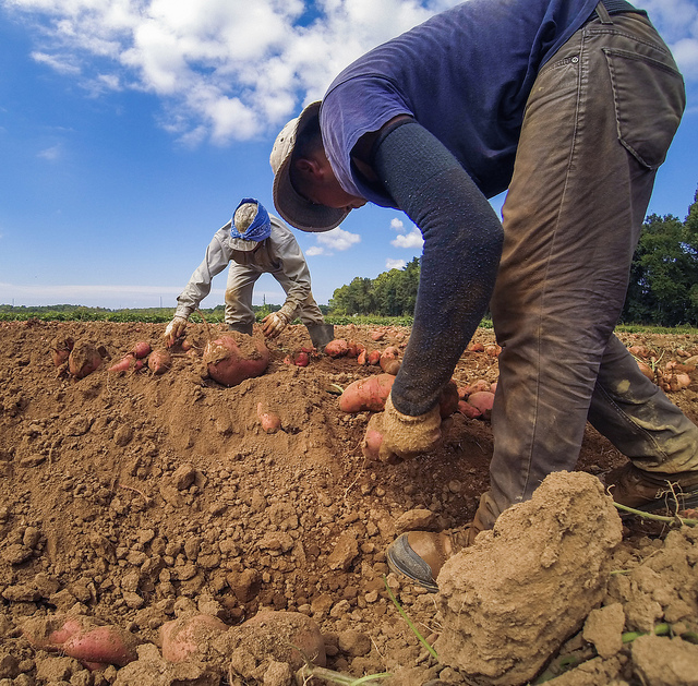 Worker picking sweet potatoes