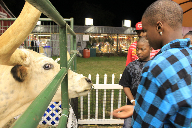 Kids feeding longhorn bull at Chowan Fair, North Carolina