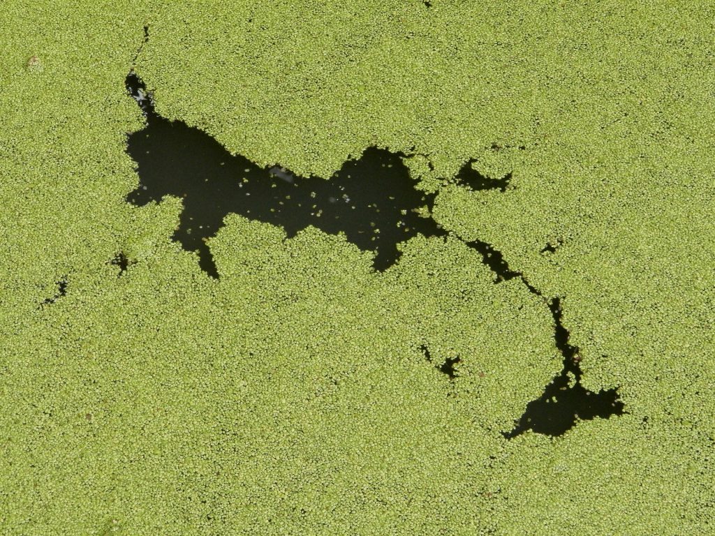 algae