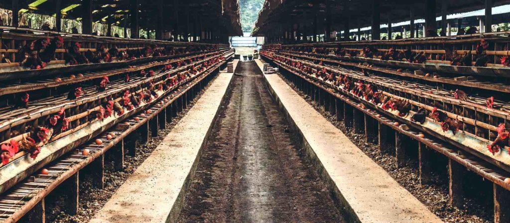 poultry waste
