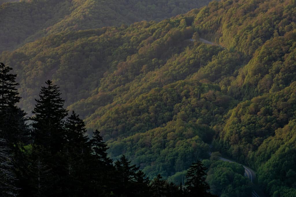 Forested hills in the Smokies